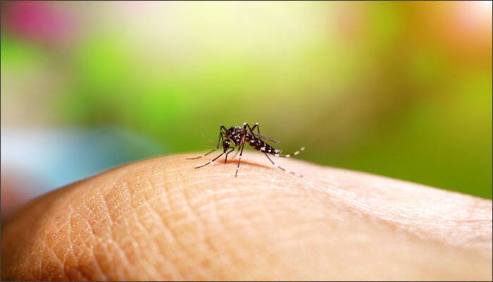 Japanese encephalitis is a disease caused by the mosquito-borne Japanese encephalitis virus. Initial symptoms may include - fever, headache, malaise.

By Irengbam Jenny

 
