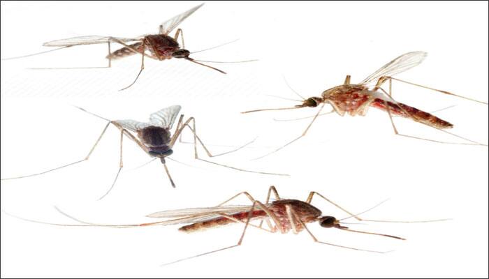 Many people fall victims to diseases caused by mosquitoes and many experience pain and suffering from illnesses transmitted by them.

Mosquitoes are known to carry a range of infectious diseases which they transmit to human beings or animals.

Here are some infectious diseases caused by mosquitoes:
