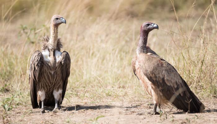 Restrict Diclofenac package to save vultures: Ministry