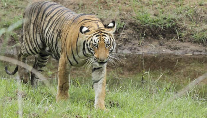 &#039;Tiger safari&#039; in Madhya Pradesh&#039;s three reserves