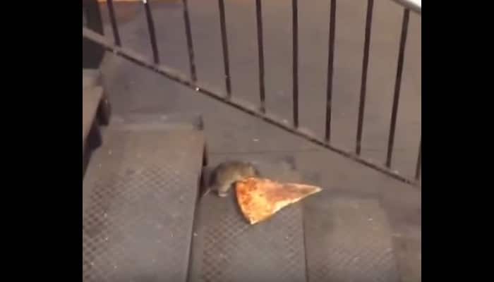 Viral video: Rat tries to take back home a slice of pizza in New York!
