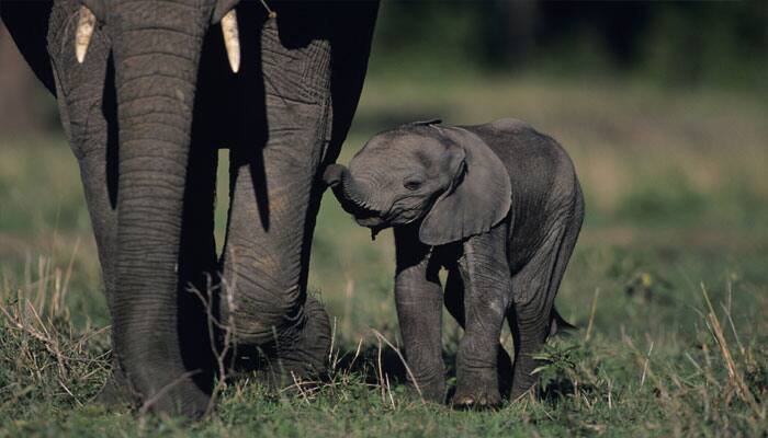 Myanmar to set up elephant sanctuary