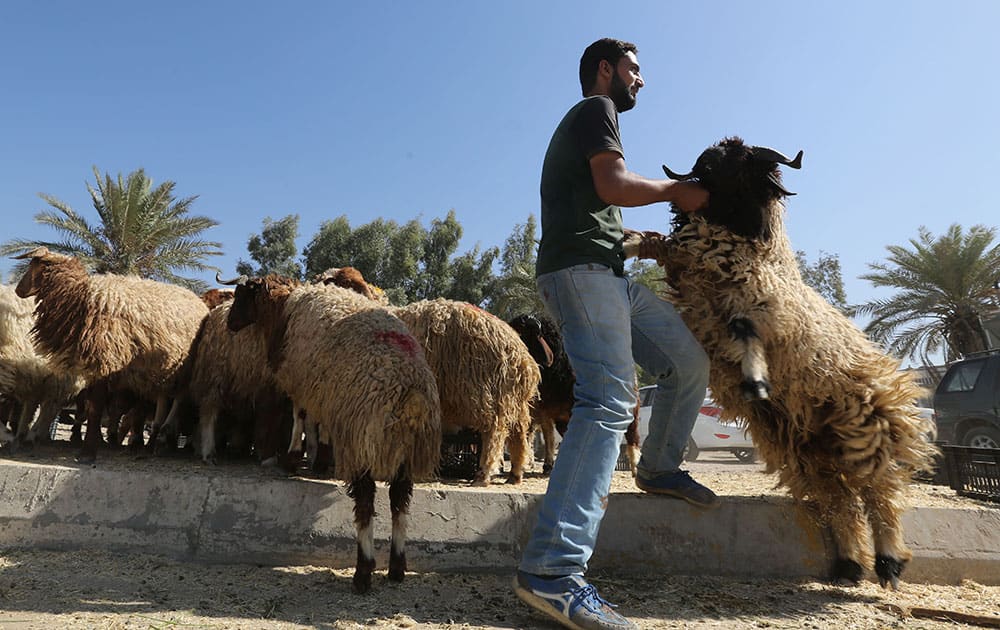 An Iraqi Muslim man buys a sheep from a market during the Muslim festival of Eid al-Adha in Baghdad, Iraq.