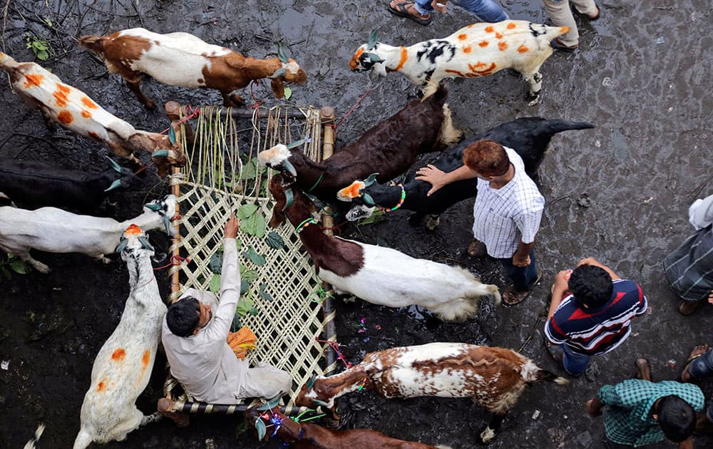 A vendor sits on a cot surrounded by goats, as he negotiates price with customers at a live stock market ahead of the Muslim festival Eid al-Adha in Kolkata.