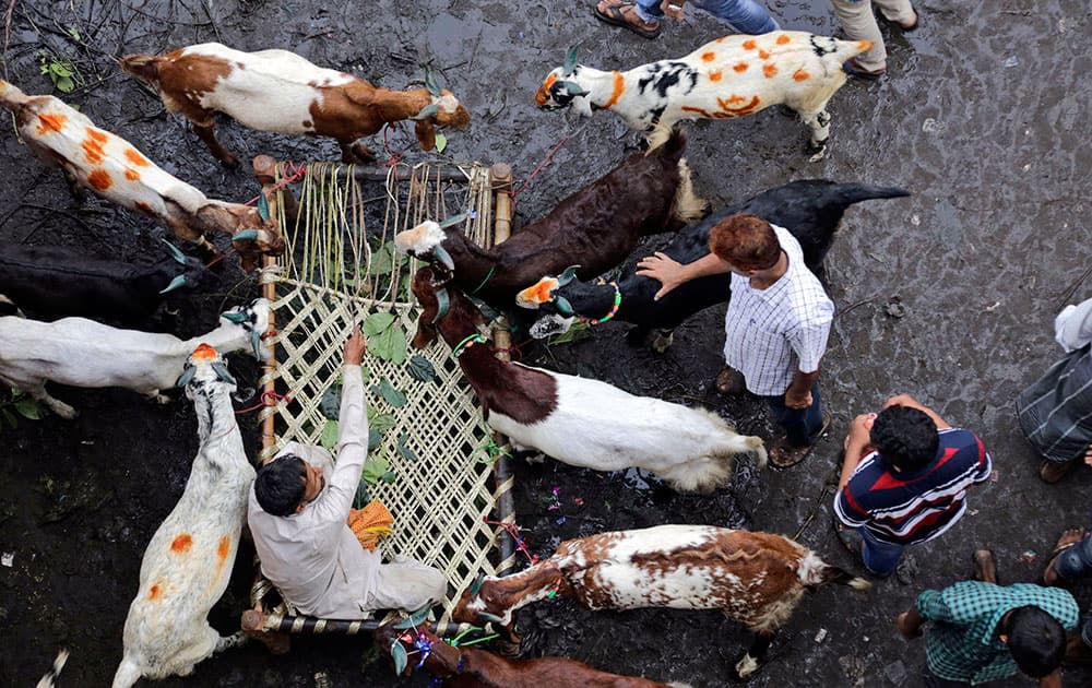 A vendor sits on a cot surrounded by goats, as he negotiates price with customers at a live stock during the Muslim festival Eid al-Adha in Kolkata.