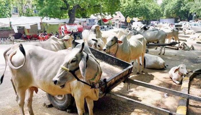RSS` take on Cow and Islam: `Muslims did shun beef in the past`