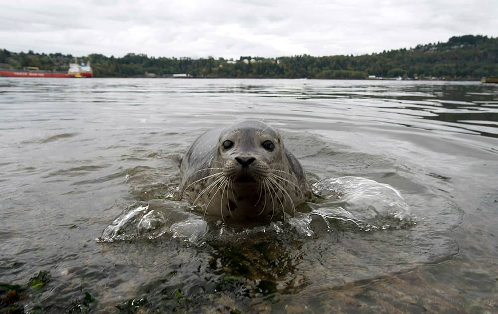 A seal splashes in the water after being released back into the wild at Cates Park in in North Vancouver, British Columbia.