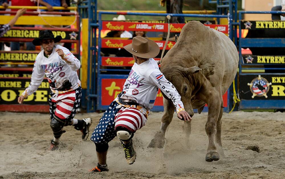 Bull fighters run away of a bull during an edition of the Extreme Rodeo show in Panama City.