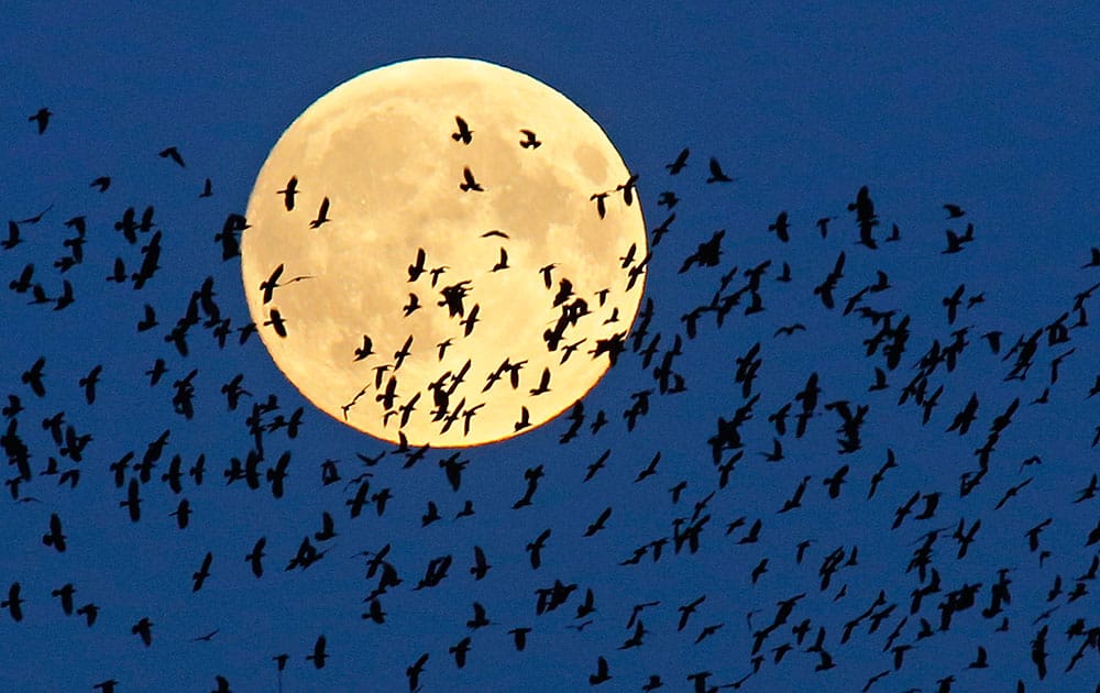 A flock of birds fly by as a perigee moon, also known as a super moon, rises in Mir, Belarus, 95 kilometers (60 miles) west of capital Minsk, Belarus.