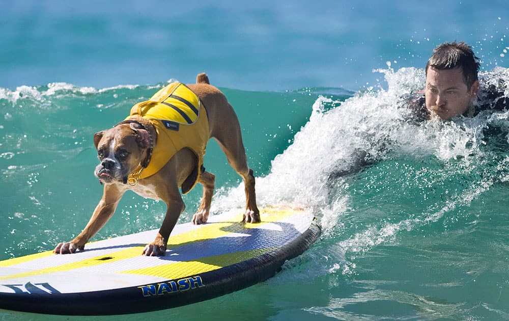 Hanzo, a boxer, competes during the Unleashed Surf City Surf Dog contest in Huntington Beach, Calif.