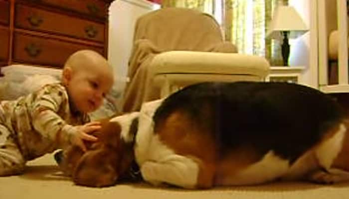 Watch what happens when pet Beagle meets baby for first time!