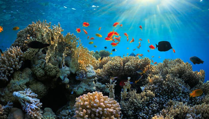 Pollution killing corals in Vietnam