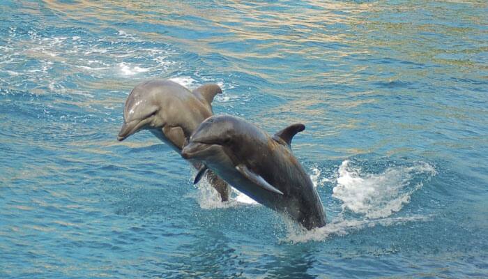 UP govt to conduct Gangetic dolphin survey from Oct 5-8