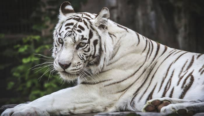 MP govt seeks Centre&#039;s nod to get white tigers from Chhattisgarh