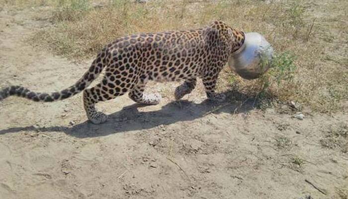 Watch: Leopard&#039;s head gets stuck in utensil while trying to drink water 