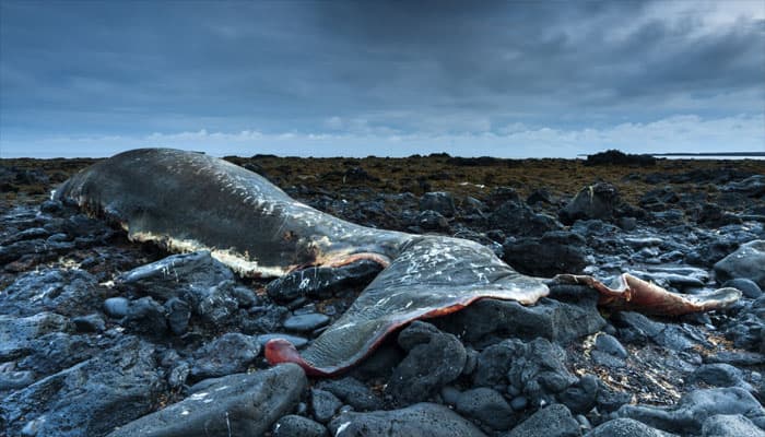 Iceland says it killed 184 whales this year