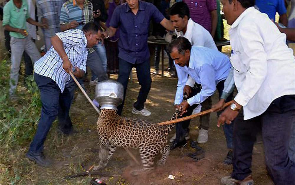 Villagers try to remove a vessel stuck in the head of a panther at Sardulkheda village, 68 km from Udaipur.