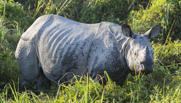 Another rhino killed in Assam&#039;s Kaziranga park