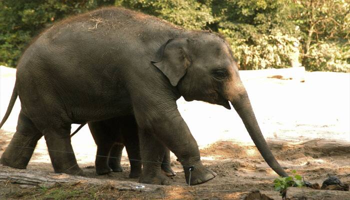 Asian jumbos play key role in spreading green cover