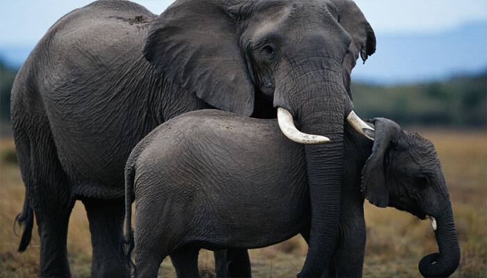 Kenyan conservationists march for elephant, rhino protection
