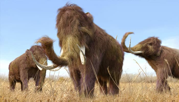 Farmer discovers remains of woolly mammoth in US