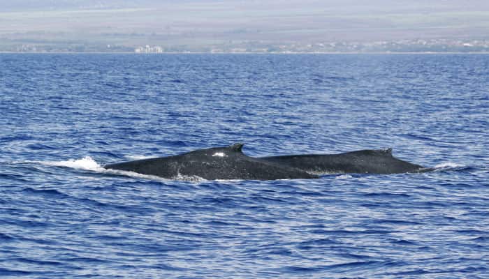 How blue whales plan their feed &#039;outings&#039;
