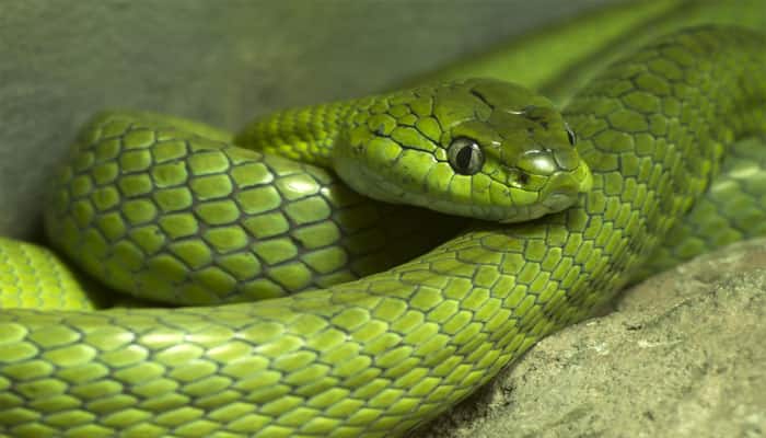 Snake genome embedded with blueprints for growing limbs
