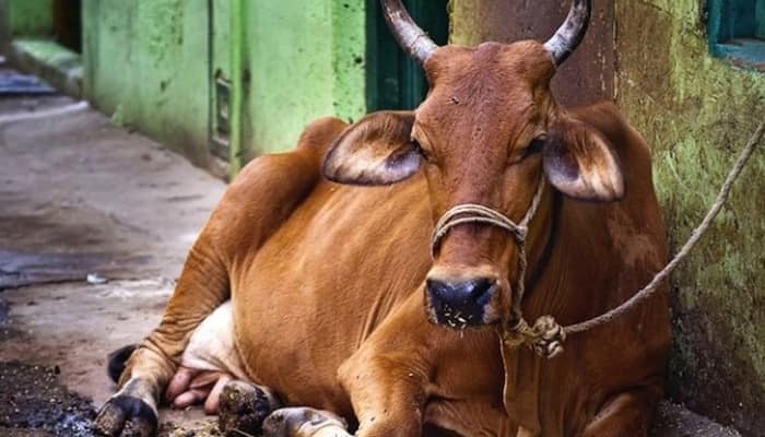 &#039;BJP to ban cow slaughter if it wins in Bihar&#039;