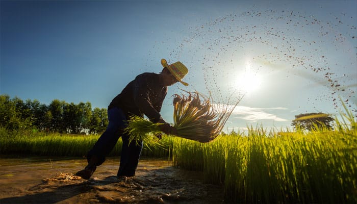 Thailand asks rice farmers to cultivate another crop