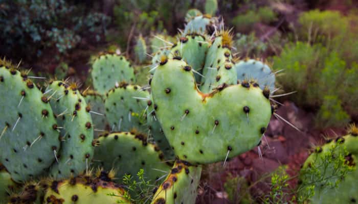 A third of cacti facing extinction: Study