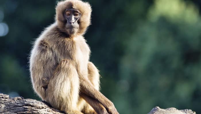 Sneezing monkey, walking fish among 200 new species discovered in Himalayas