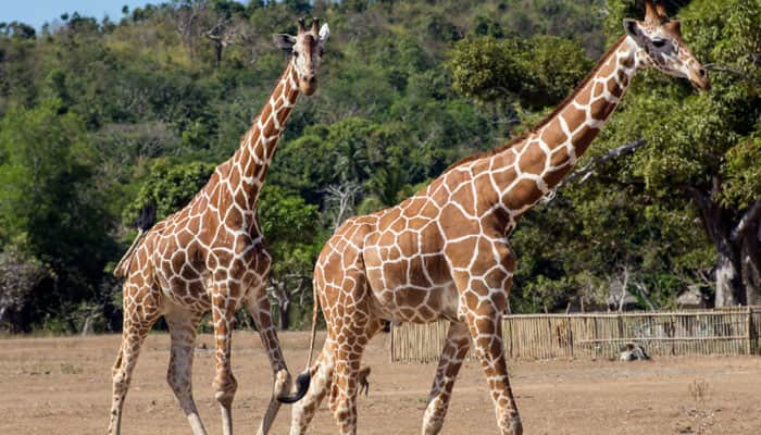 Here&#039;s how giraffe neck evolved