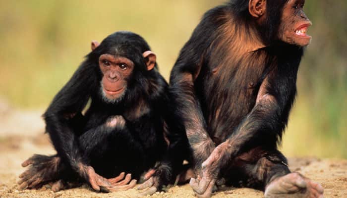 Young female chimps smarter than males
