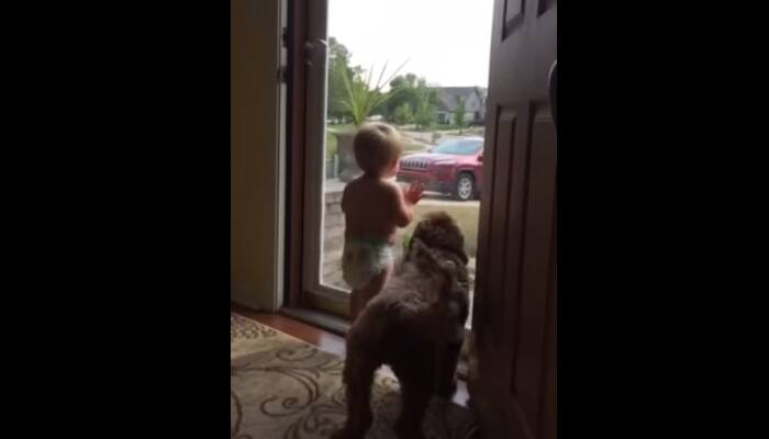 Watch: Adorable video of how baby and dog react when daddy comes back home