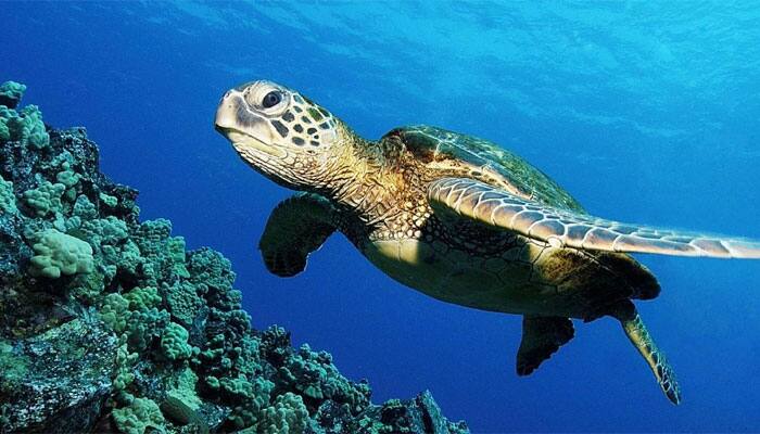 Sea turtles face deadly risk from plastic pollution