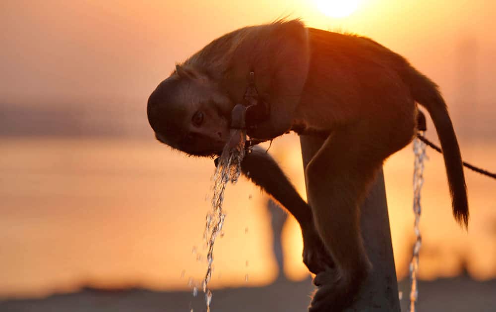 A monkey drinks from a water tap at Sangam, the confluence of the rivers Ganges, Yamuna and the mythical Saraswathi in Allahabad, India.