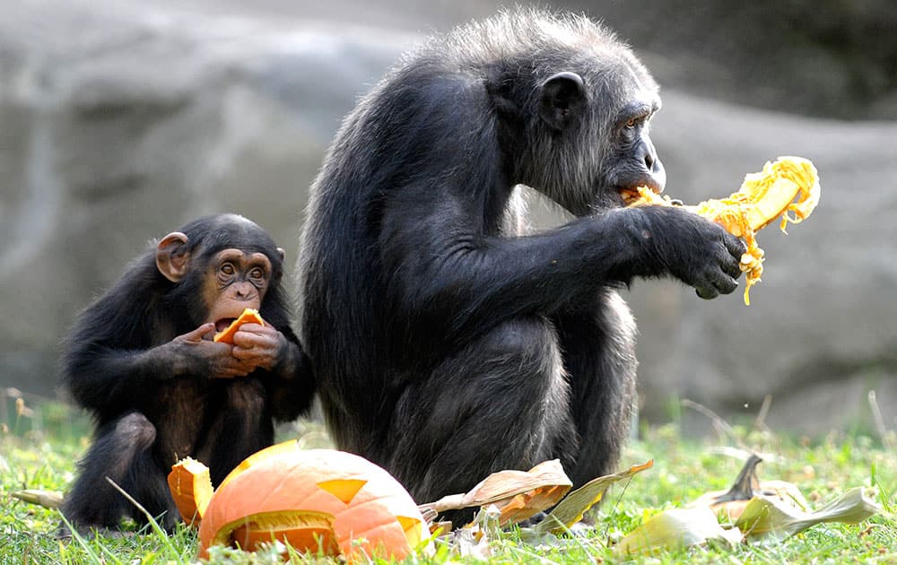 Chimps share a pumpkin during Smashing Pumpkins at the Detroit Zoo in Royal Oak, Mich.