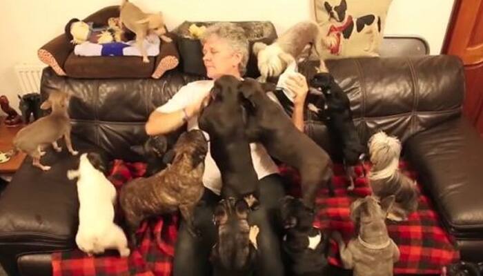 Watch: How it is like to stay in a house with 41 dogs!