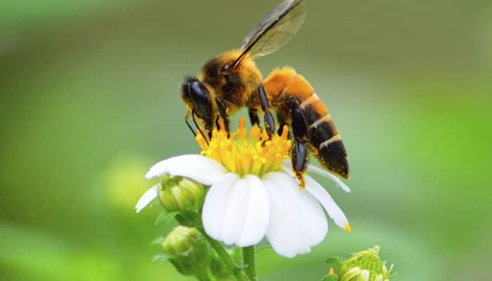 Even honeybees love coffee!