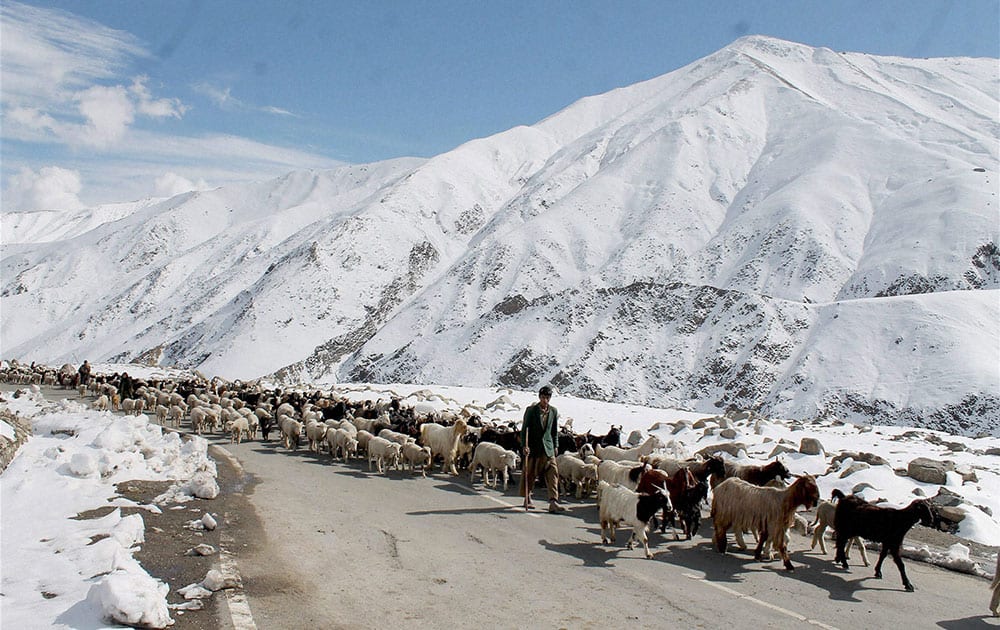 Bakarwals or nomads start their journey back to Jammu region with their sheep following snowfall on Mughal Road near Peer-ki-Gali in Shopian district.