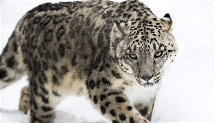 WWE calls for urgent action to protect snow leopards