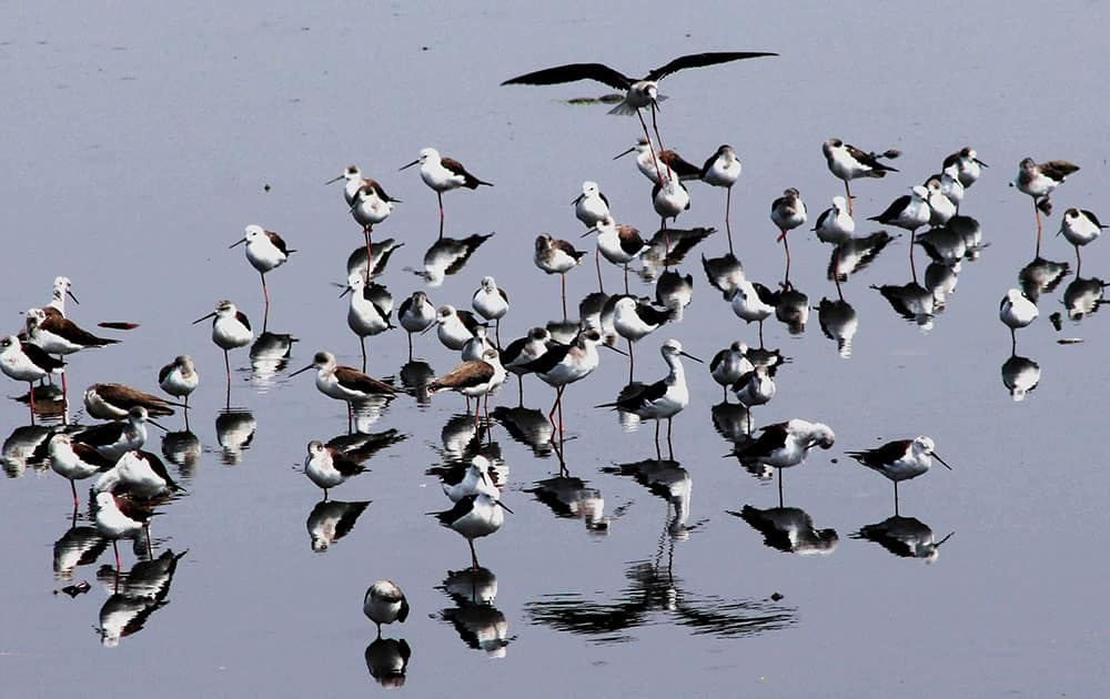 A flock of migratory birds arrives on the onset of winter in Bhopal.