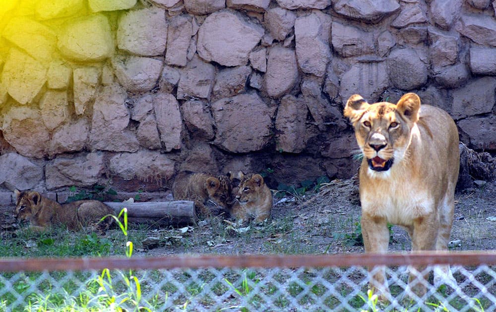 Lioness Vasundhara with her four cubs at her cave at Lucknow Zoo. Lioness Vasundhara who made her first public appearance after seven weeks in isolation. 