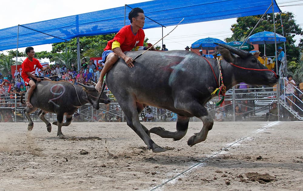 Thai jockeys competing in the annual water buffalo race cross the finish line in Chonburi Province south of Bangkok, Thailand.