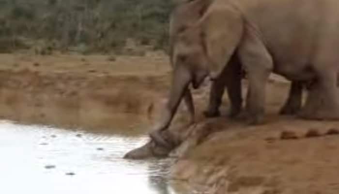 Watch: Elephant moms come together to save a drowning baby