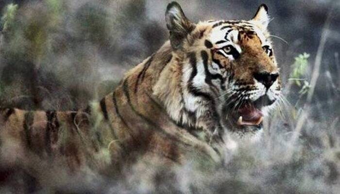 Tiger enters engineering college in Bhopal
