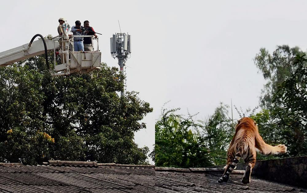 Forest officials trying to tranquilize a Tiger moving on the roof-top of the Central Institute of Agriculture Engineering on the outskirts of Bhopal.