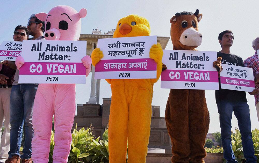 Activists of the People for Ethnic Treatment of Animals (PETA) dressed up as a cow, pig and a chicken take part in a demonstration appealing people to become vegetarian in Jaipur.