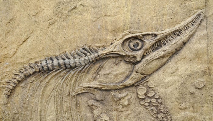 Dinosaur fossil with preserved feathers, skin found