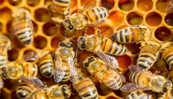 Honey bees larvae absorb social culture of hive